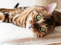 Bengal Katze rosetted